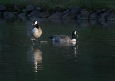 Canada Geese  (CRW_4697.jpg)