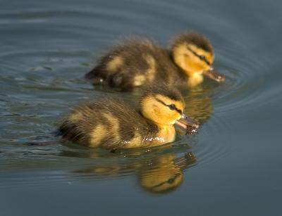Mallard Babies (CRW_4817.jpg)