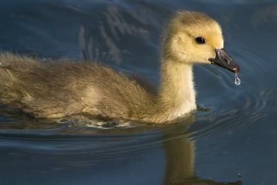 Baby Canada Goose (CRW_4847.jpg)