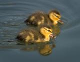 Mallard Babies (CRW_4817.jpg)