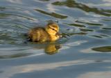 Baby Mallard (CRW_4912.jpg)