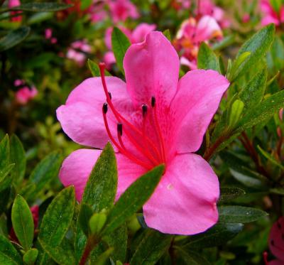 Pretty Pink