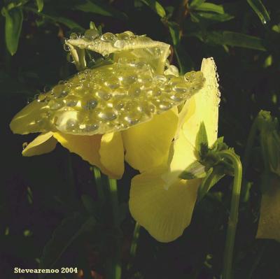 Balancing Act (May 16th)