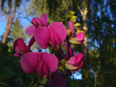 Sweet Peas