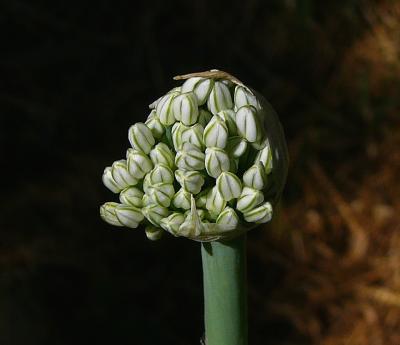 u45/stevearenoo/medium/29311942.Onion.jpg