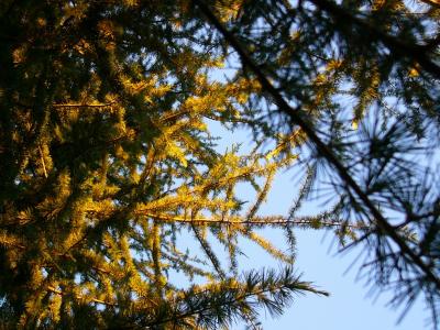trees