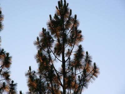 west pines