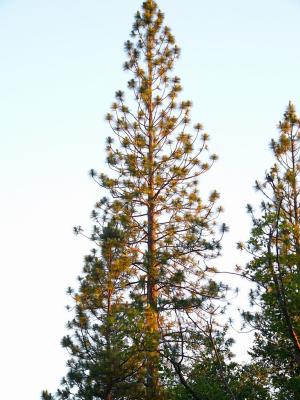 trees