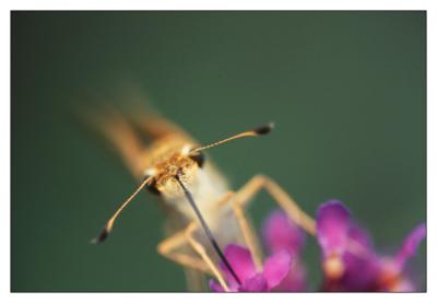 u45/stevew/medium/29605557.bugcloseup.jpg