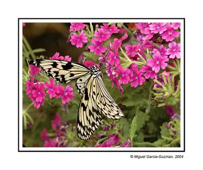 Open butterfly by Miguel Garcia-Guzman