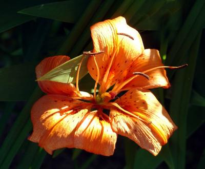 Late Afternoon Lilly by Keith T.