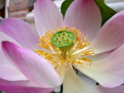 Water Lotus in Full Bloom