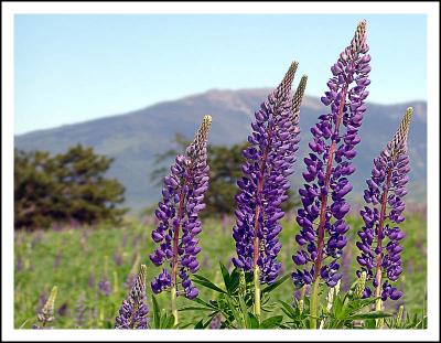9th(tie)* Fields of Lupin