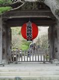 *Lantern and Cherry Blossoms.jpg