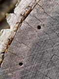 Woodpile Openings<br> by Lou Gonzalez