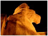 King of the Land<br>by romina