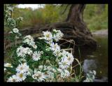 wild daisies