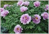 tree peony