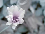 <b>10th(tie)<br>IR Pastel</b><br>by jezlyn