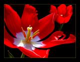 <b>1st Place Winner<br>Sexy Old Tulip</b><br>by MFC