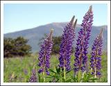 <b>9th(tie)<br>* Fields of Lupin</b>