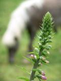 Digitalis & Pony