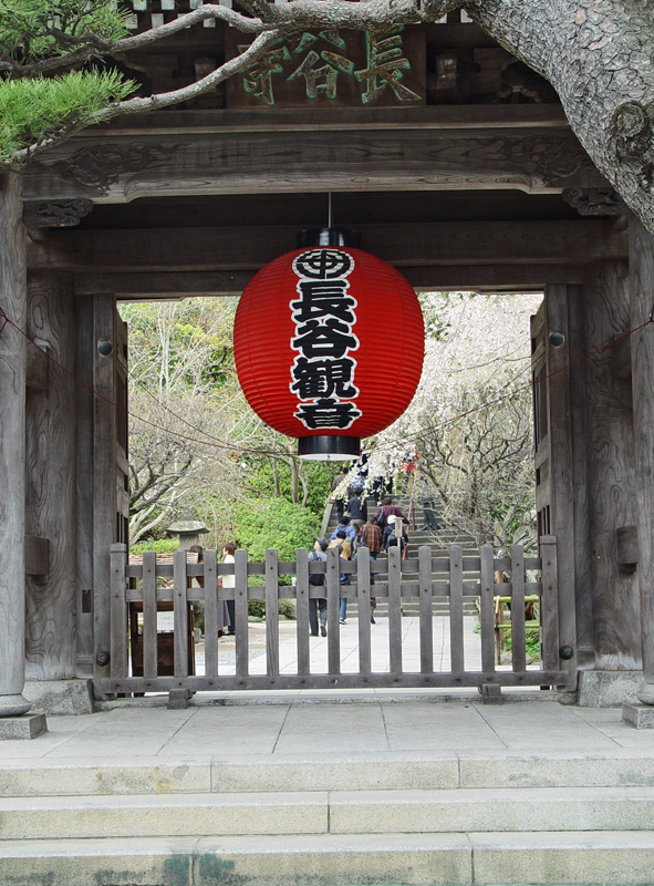 *Lantern and Cherry Blossoms.jpg