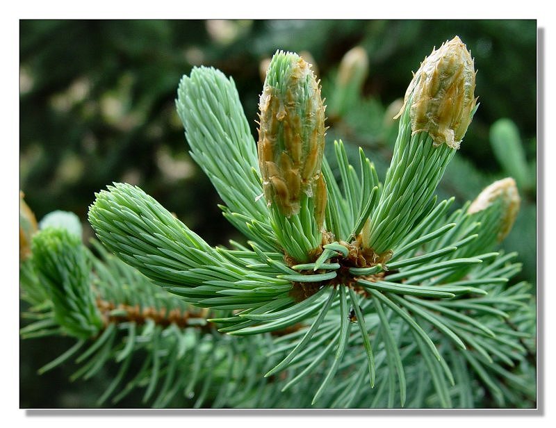 Spruce Buds<br><font size=1>by Bev Brink</font>