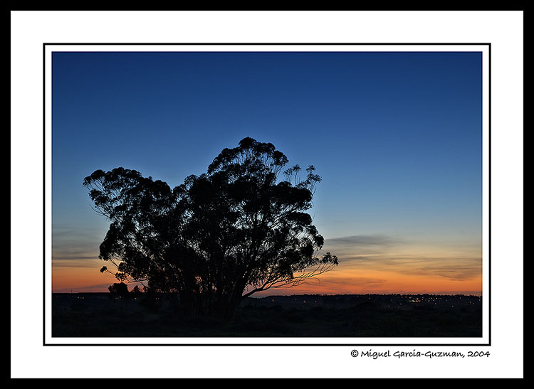 <b>Big Tree</b>-Not for voting-by Miguel Garcia-Guzman