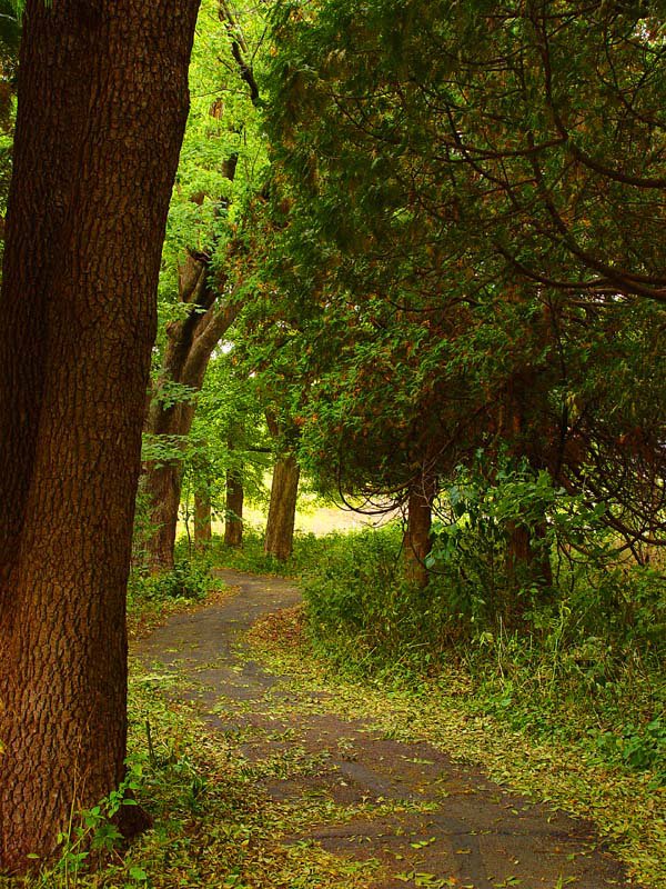 Come Walk With Me