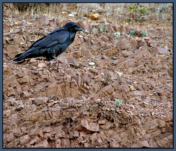 Nevermore<br>:: Sample - not for voting ::
