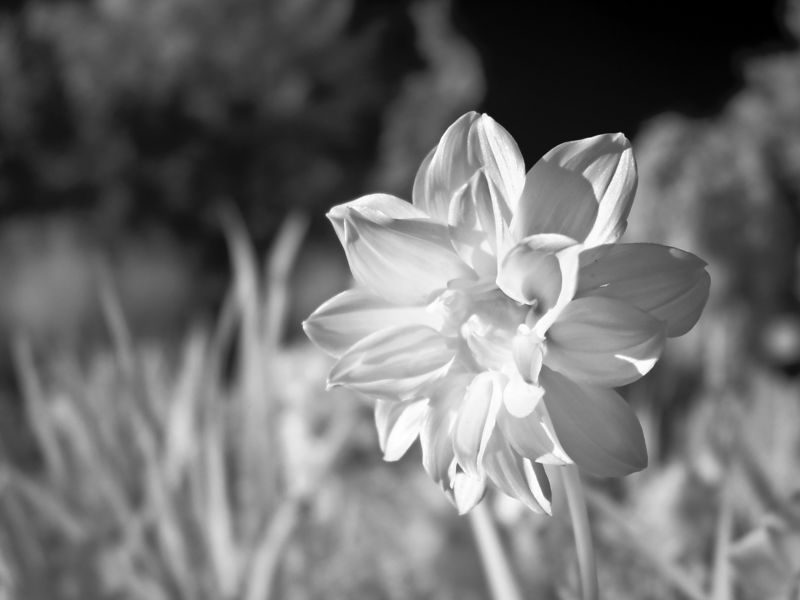 Dahlia (?) - B&W IR<br>by jezlyn