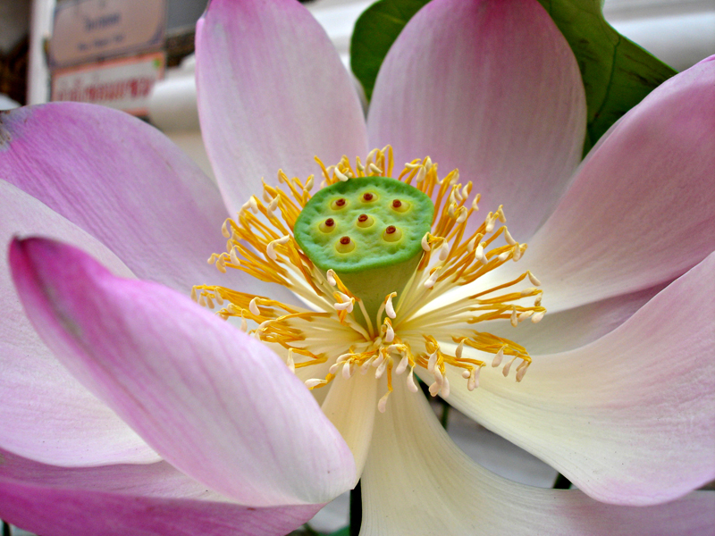 Water Lotus in Full Bloom