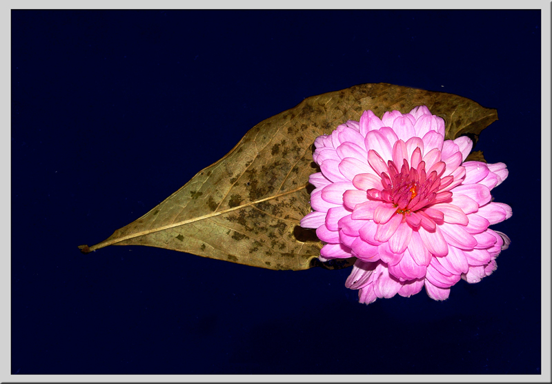 Floating Flower<br>by Pete W