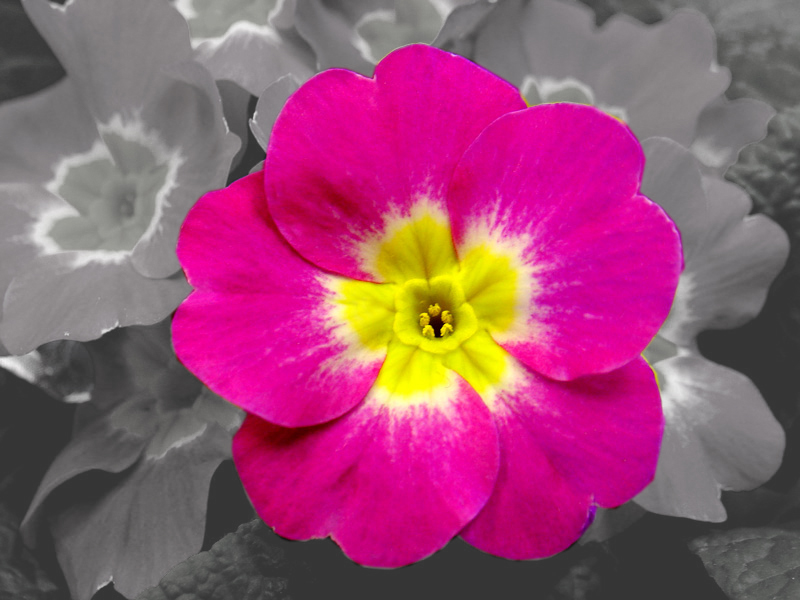 Winter Flower* by Jim Adams (aveda6)