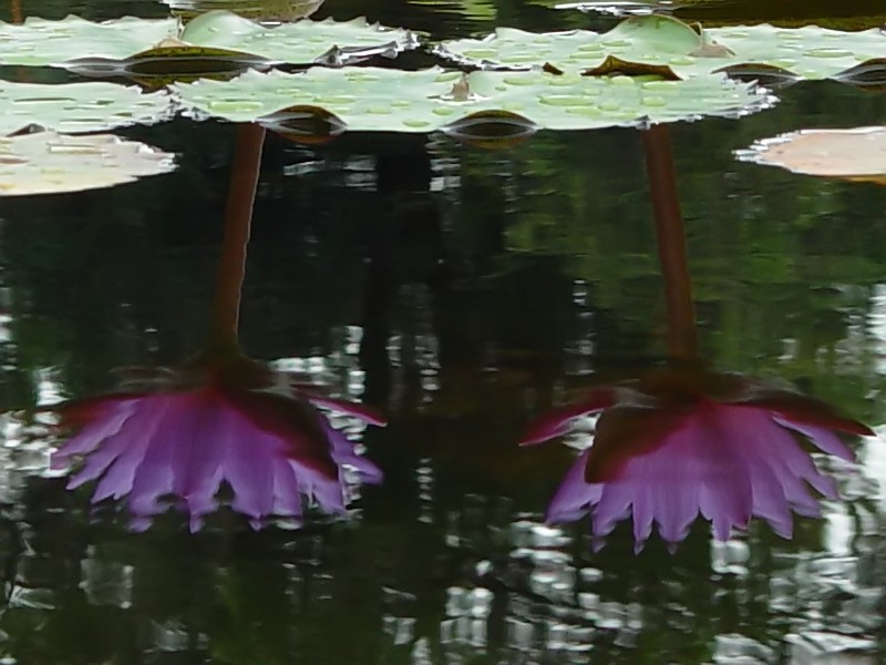 The Purple Twins<BR>by Bernie Lofaso