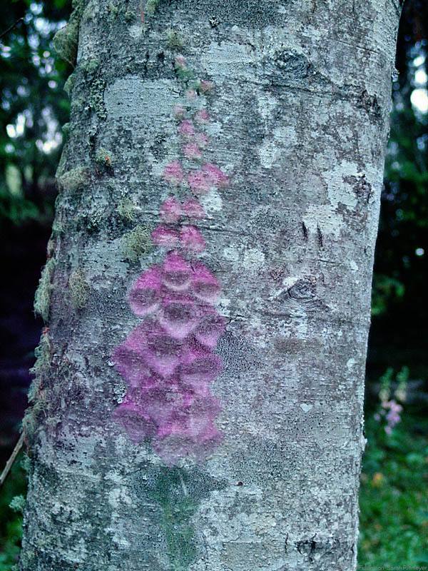 Ghost Digitalis