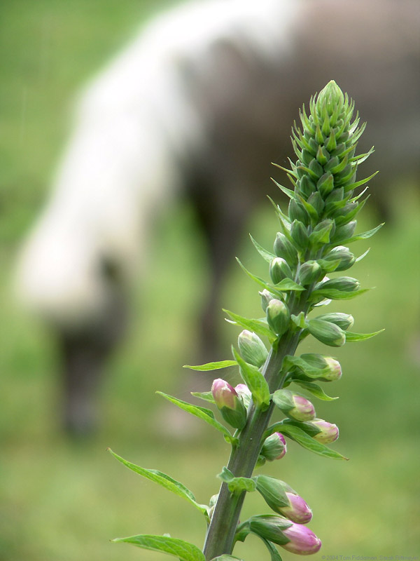 Digitalis & Pony