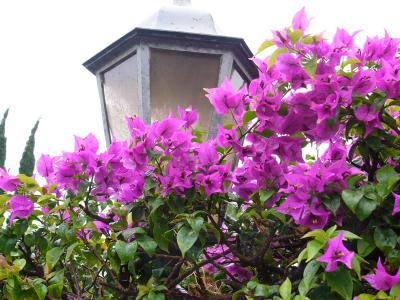 Lampost Flowers