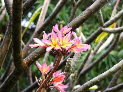 Plumaria Blossom