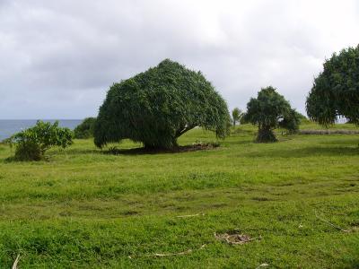 Tree at Kûloa Point