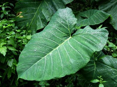 Wet Hosta Leave