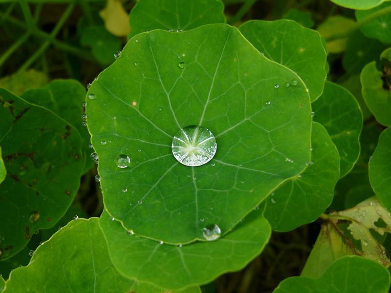 Water Droplet