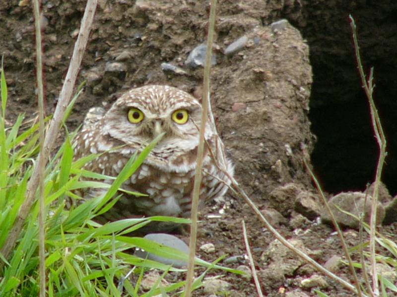 Staring Eyes