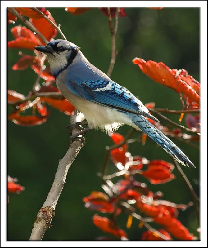 Bluejay