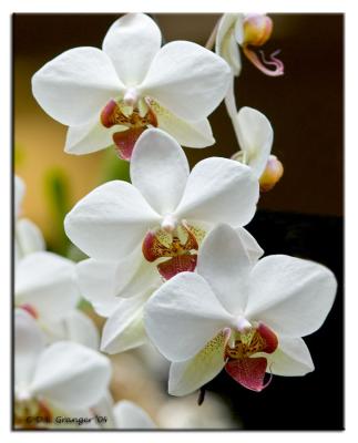 Orchids_DSC1587.jpg