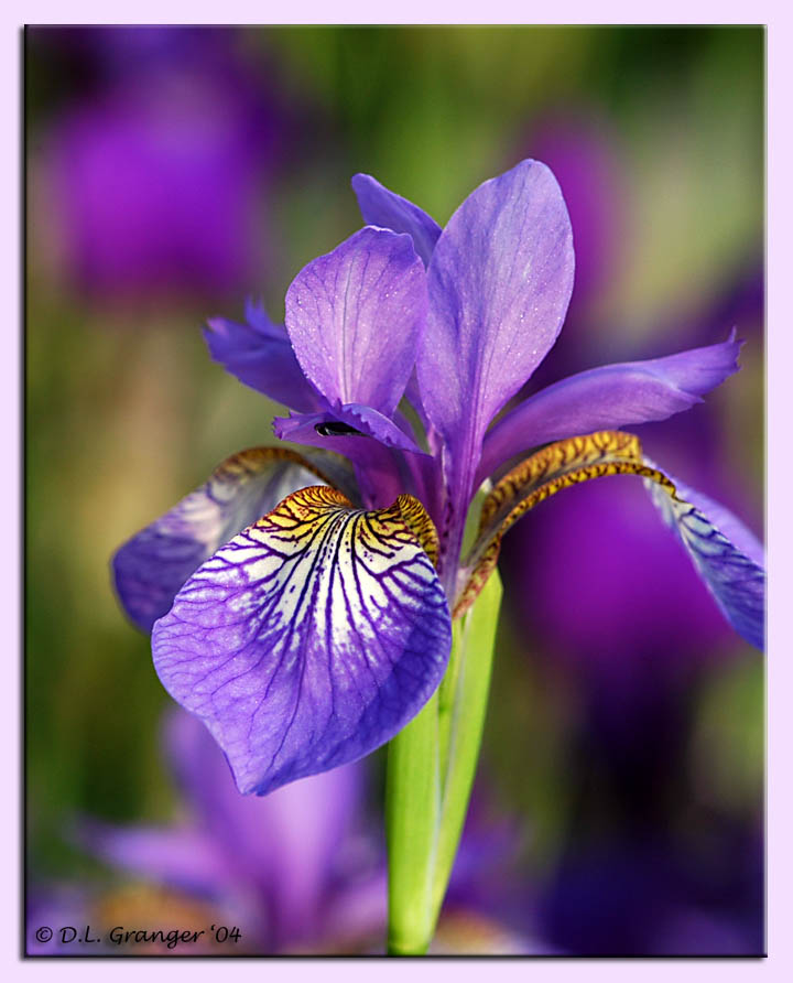 iris_DSC_1524.jpg