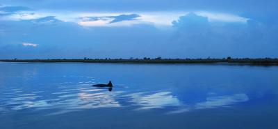 Calm Moment with Dolphin