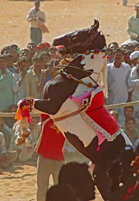 Dancing-Horse431Contest.jpg