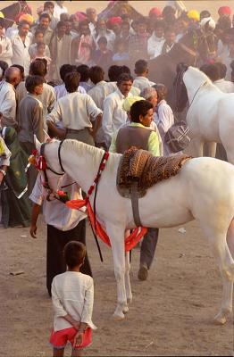 Dancing356Horses.jpg